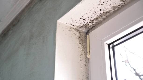 Asbestos and Lead Testing During Mold Inspection