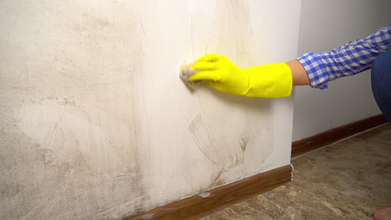 Trusted Ludington, MI Mold Removal Experts