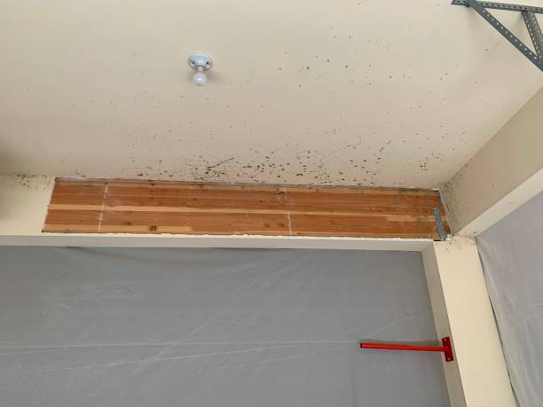 Mold Remediation for Rental Properties in Ludington, MI