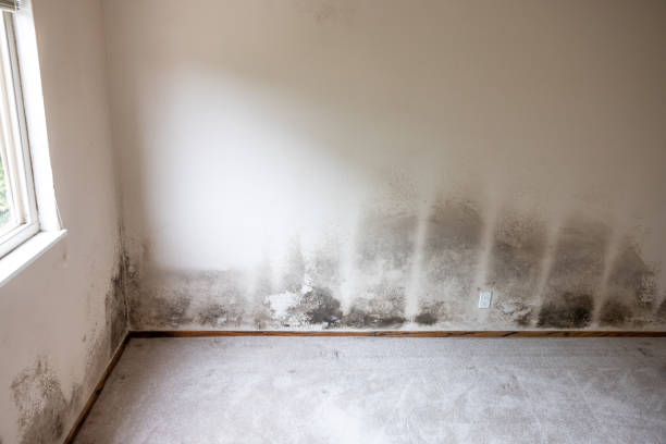 Best Mold Damage Restoration  in Ludington, MI