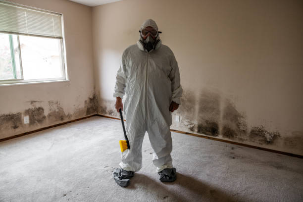 Best Mold Prevention Services  in Ludington, MI